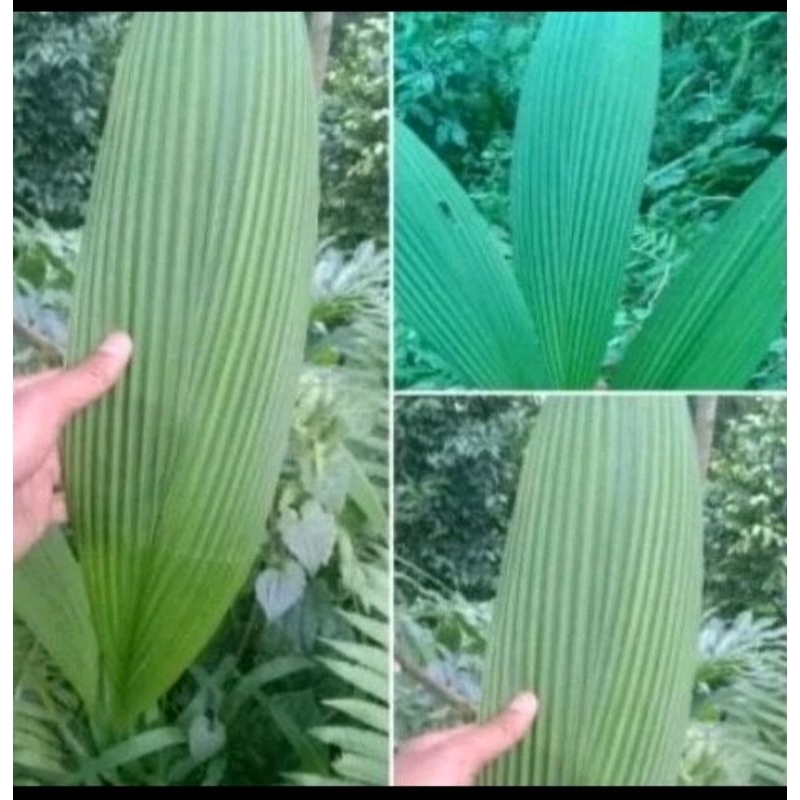 

DAUN CONGKOK SEGAR 1kg