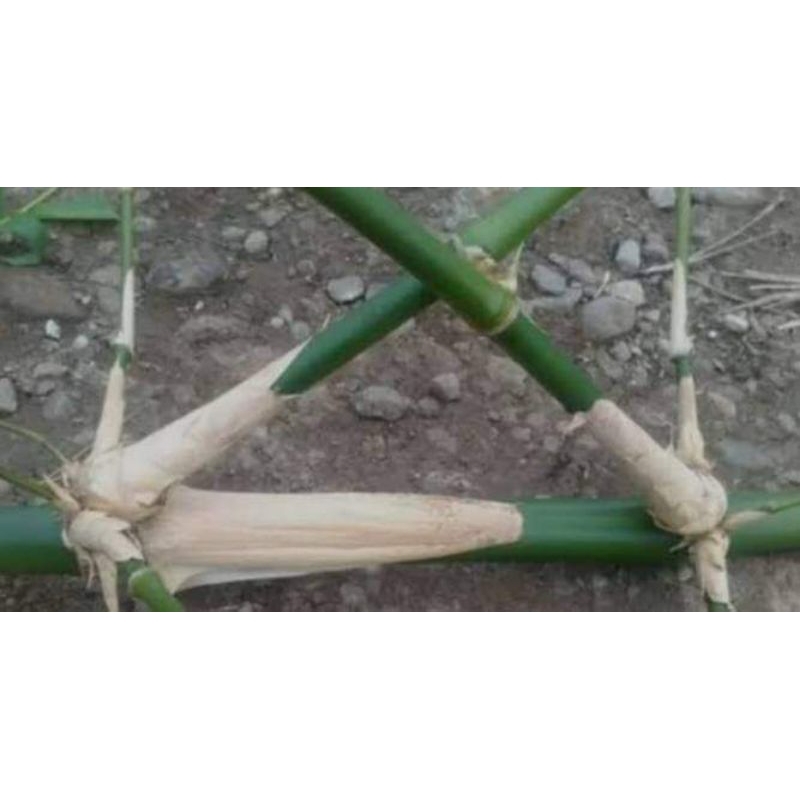 Jual bambu petuk asli alami