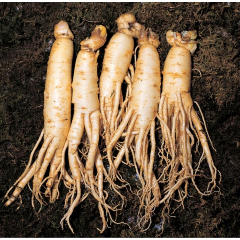 

Gingseng merah korea Original