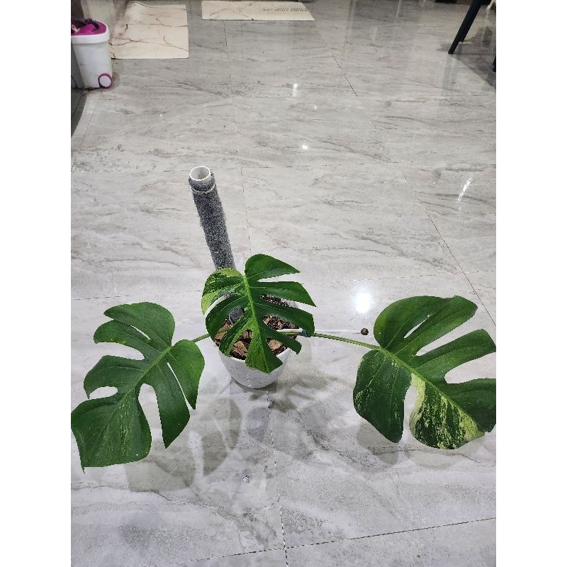 Monstera Mint