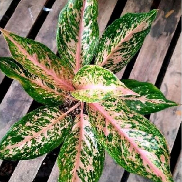 Aglonema Twingkel Pink - Aglonema Silver Bell Aglo Twingkle