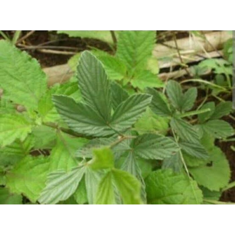 

daun opo opo fres baru petik 100gr