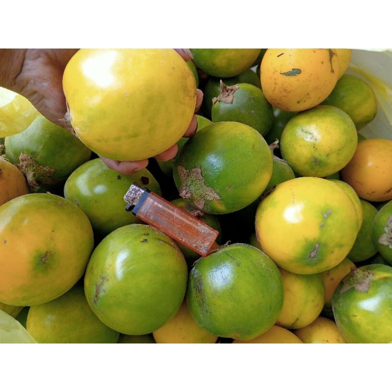 

Terong Asam/Dayak/Kalimantan