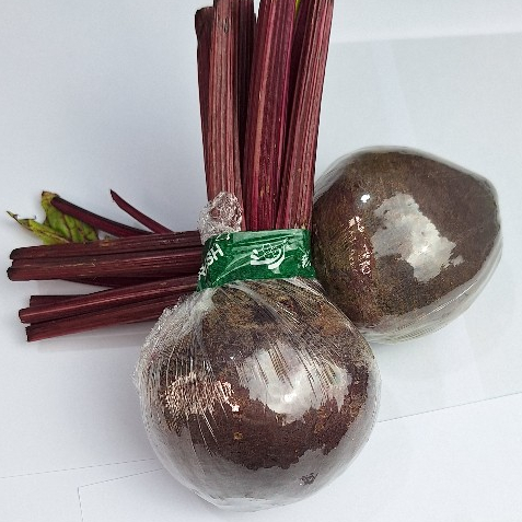 

BUAH BIT/ BEETROOT SEGAR 1 PCS