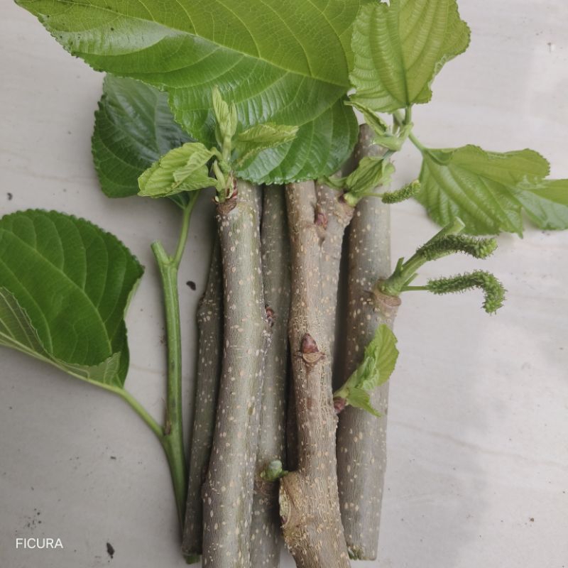 paket 5 white long murbei aroma vanila asli free 1| fresh cutting batang besar
