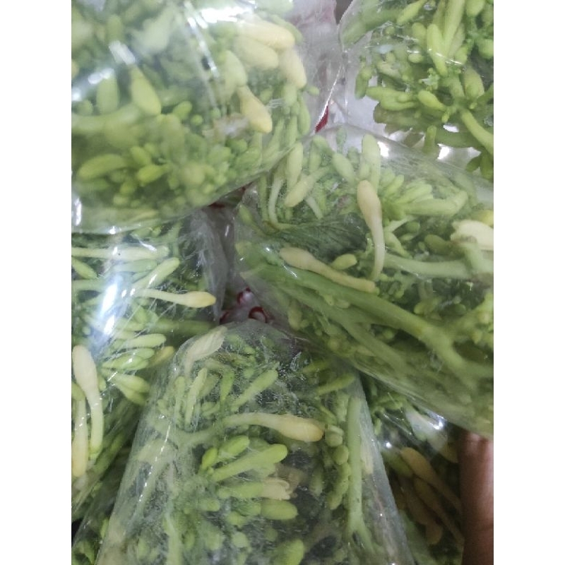 

REQUEST BY CHAT ! BUNGA PEPAYA PER BUNGKUS / KEMBANG PEPAYA / JAMIN SEGAR