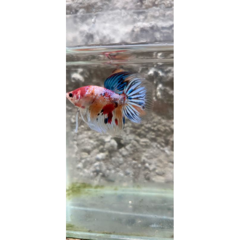 Cupang Veiltail Multi colour Nemo Fancy