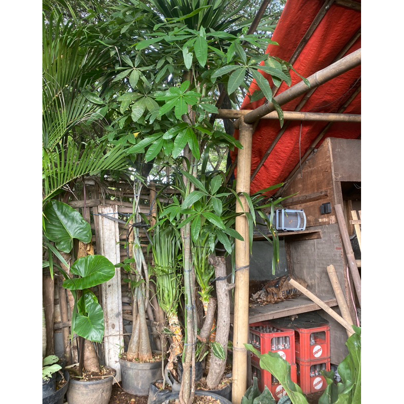 tanaman hias  pachira // bonggol besar