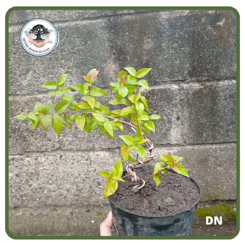 Bahan Bonsai Dewandaru Program Batang, Sianto Semai Biji