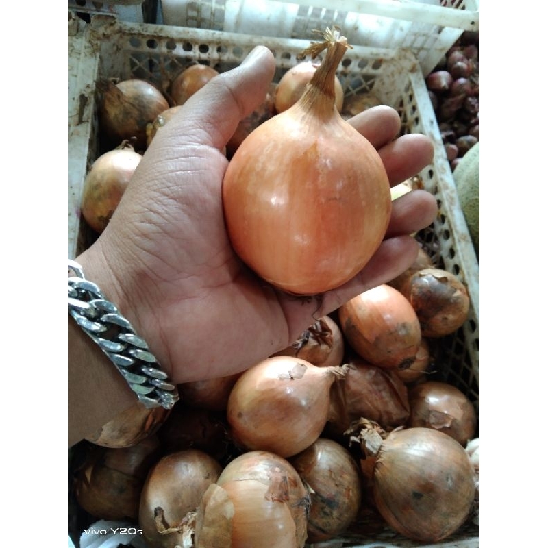 

Bawang Bombay kualitas terbaik