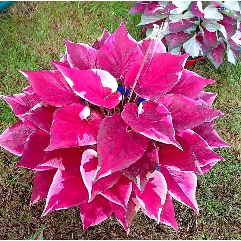 Tanaman Hias Keladi Dwi Warna Bunga Hias Caladium Hias Dwi Warna Anakan Keladi Dwi Warna Murah Merah