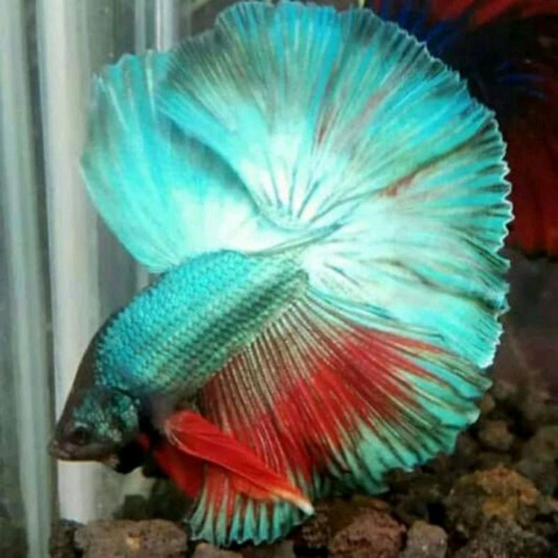 Ikan Cupang Halfmoon Rosetail Green Torquise