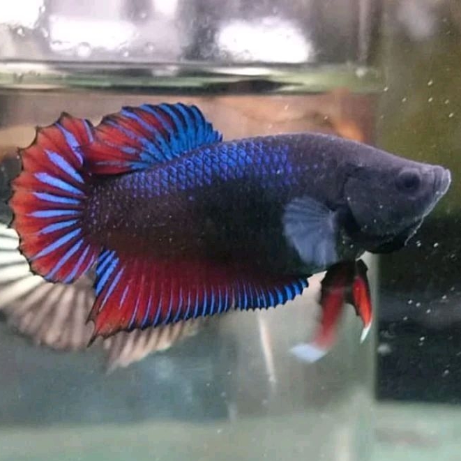 Ikan Cupang Aduan Fighter Betina MDS Medan Super Original Indukan Siap Kawin