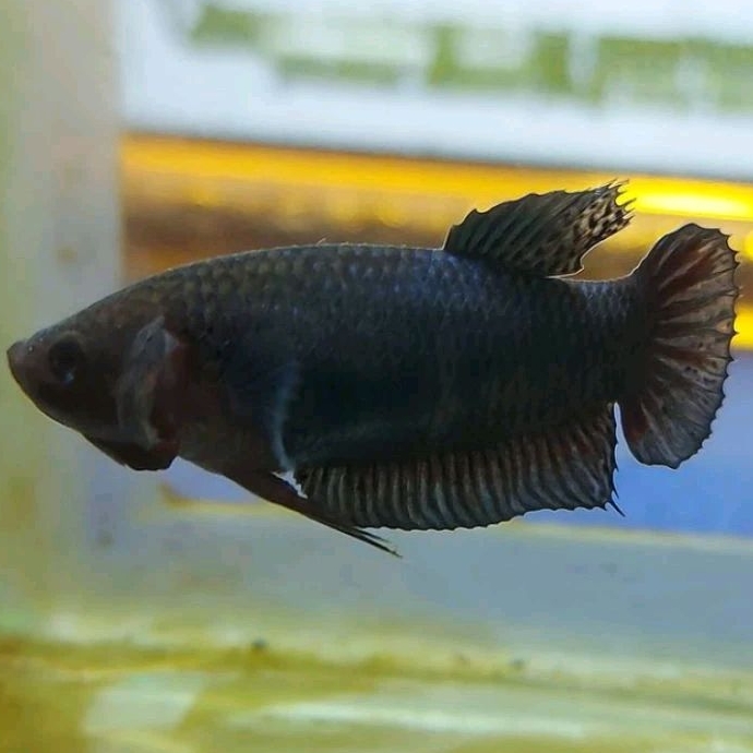 Ikan Cupang Aduan Fighter Betina Import Ipoh Malaysia Indukan Siap Kawin