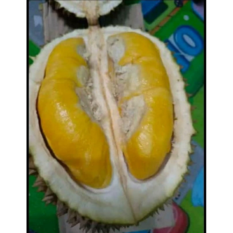 

Durian musangking nusantara