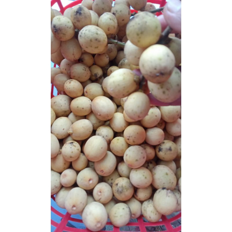 Buah langsat di jamin manis. Harga 1kg