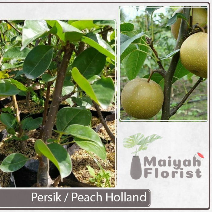 Bibit Pohon Tanaman Buah Pear Asia - Pir - Apel Pir - Pir Nashi - Pyrus pyrifolia