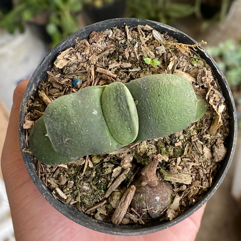 Gasteria Armstrongii Hybrid