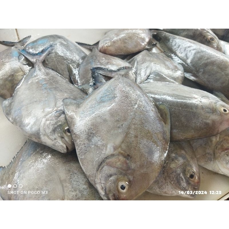 

Ikan bawal hitam besar 1kg