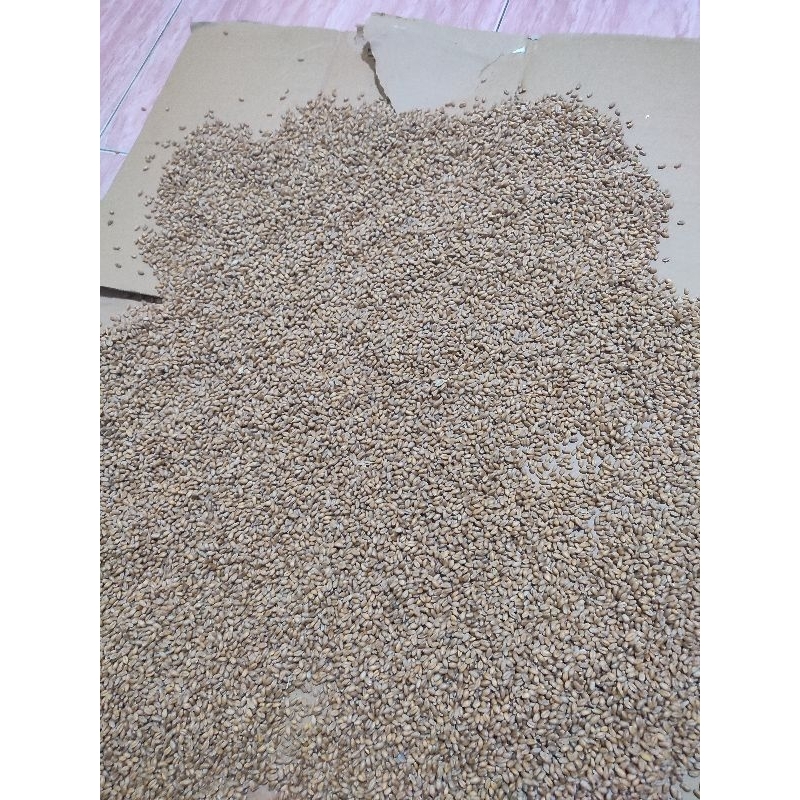 

[TERMURAH] BIJI GANDUM UTUH 1KG