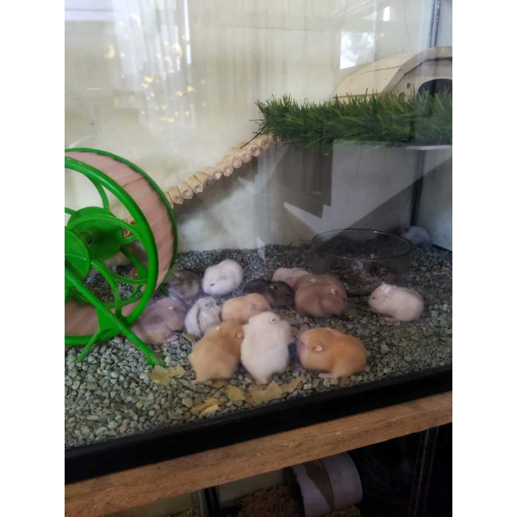 Hamster Winter White Jinak
