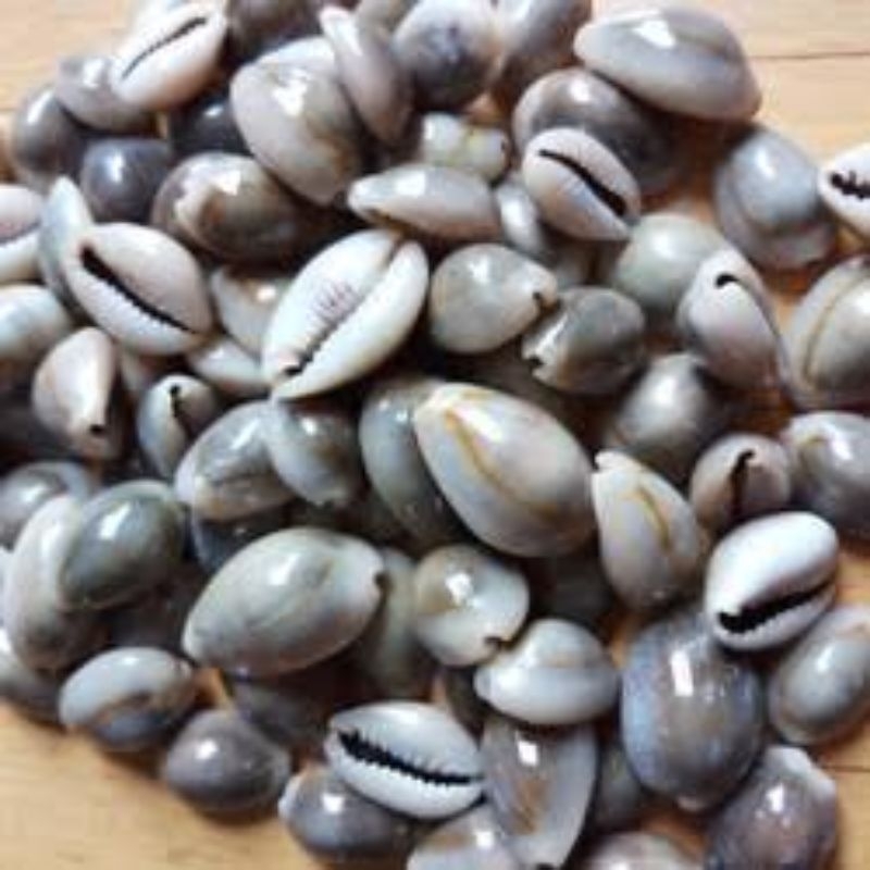 Kerang Kuwuk Congklak isi 100 Biji Kerang Asli