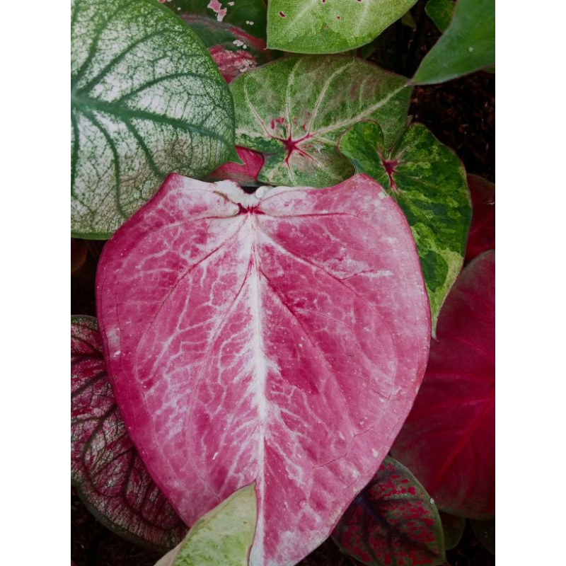 keladi/caladium daun merah putih