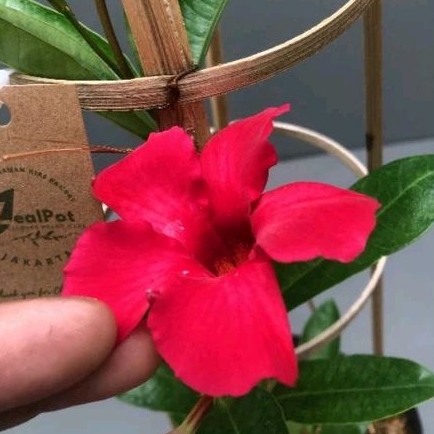 Tanaman Hias Rambat Mandevilla Merah | Tanaman Merambat | Bibit Tanaman Merambat