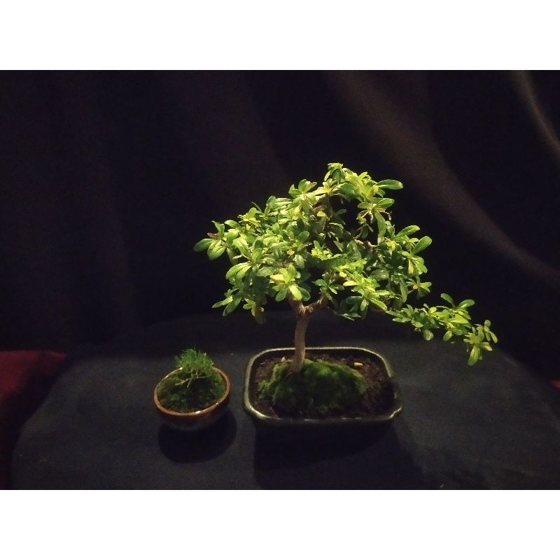 buchida spinosa/black olive/geometri