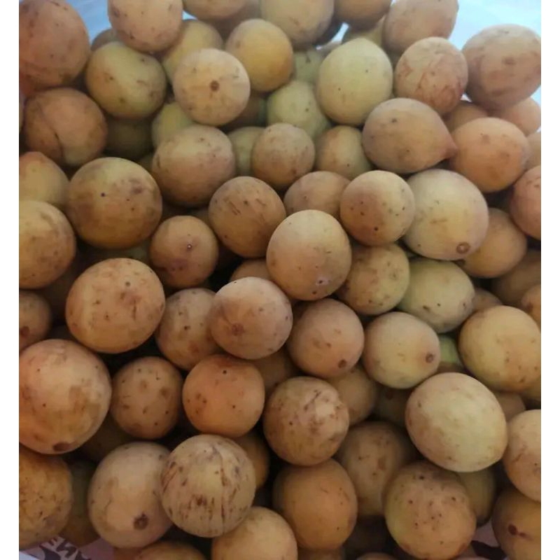 

Buah Duku dan Cempedak Super Manis 100% Terjamin