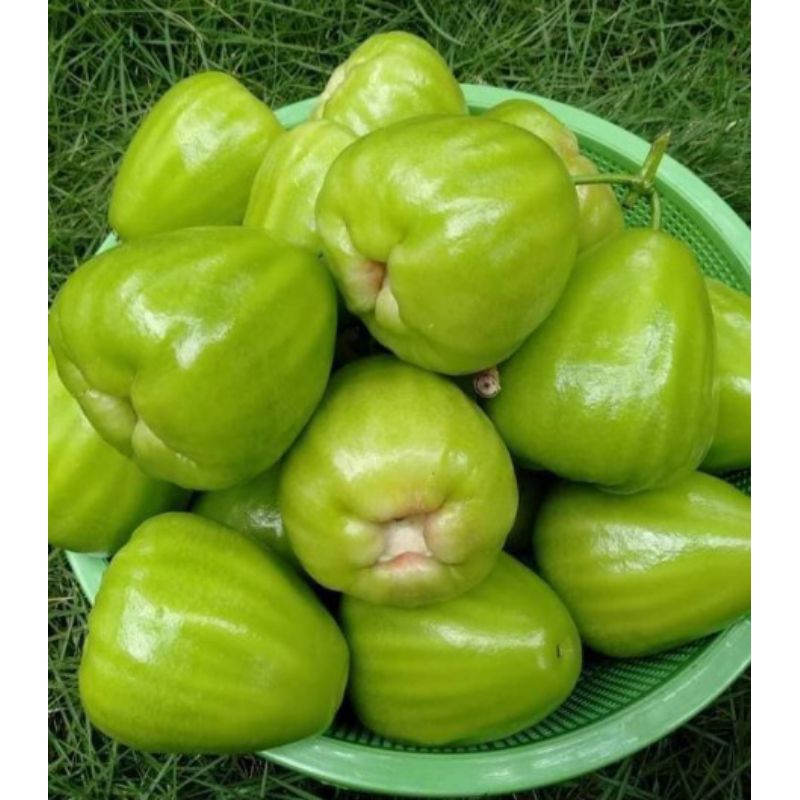 bibit jambu cincalo tebu okulasi