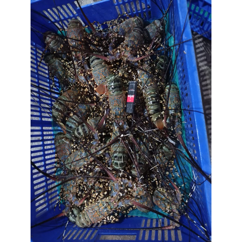 

LOBSTER LAUT HIDUP / LOBSTER HIDUP 1KG