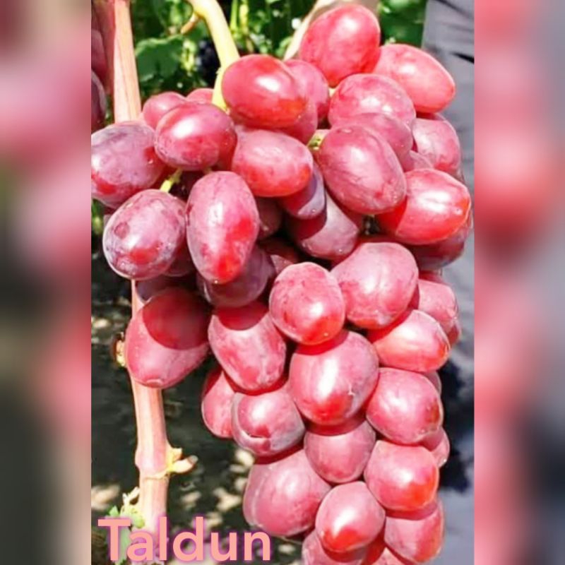 Bibit Anggur Import Taldun Valid Bergaransi