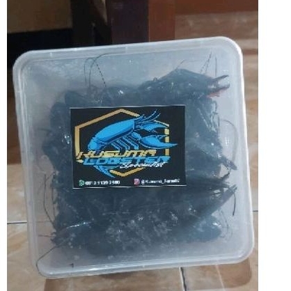 

Lobster fresh kemasan 1kg