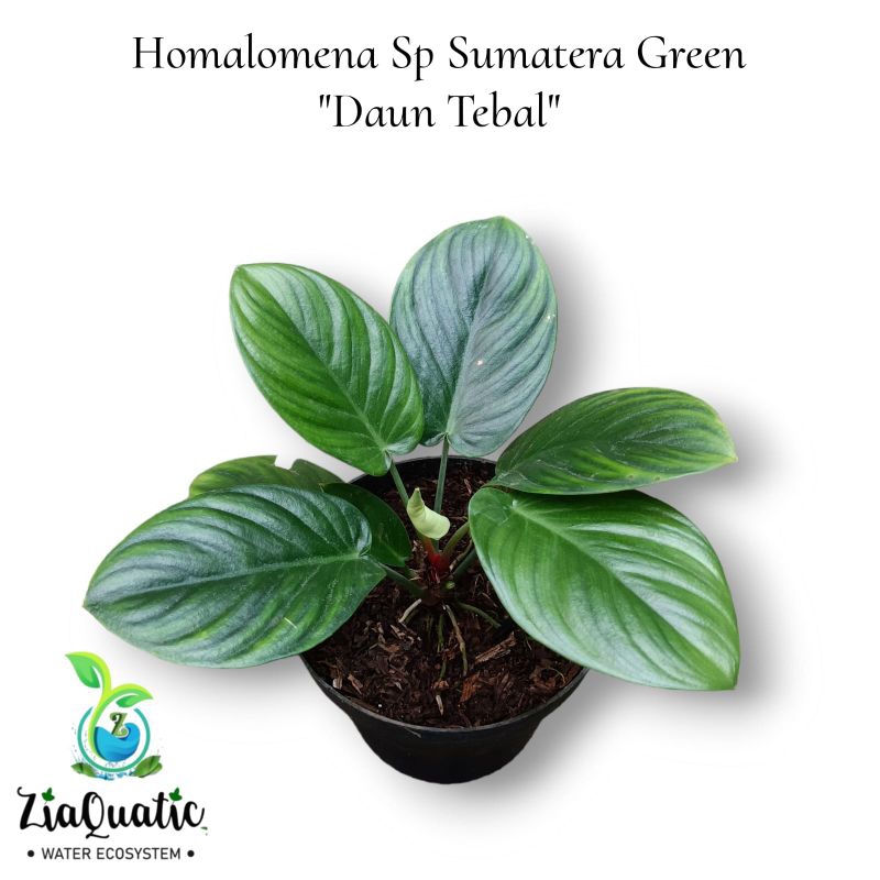 Homalomena Sp Sumatera Green " Daun Tebal" - Tanaman Paludarium Jungleplant Indoorplant