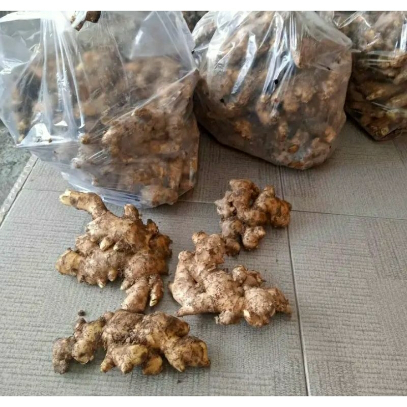 

jahe gajah segar 1kg / ginger 1kg