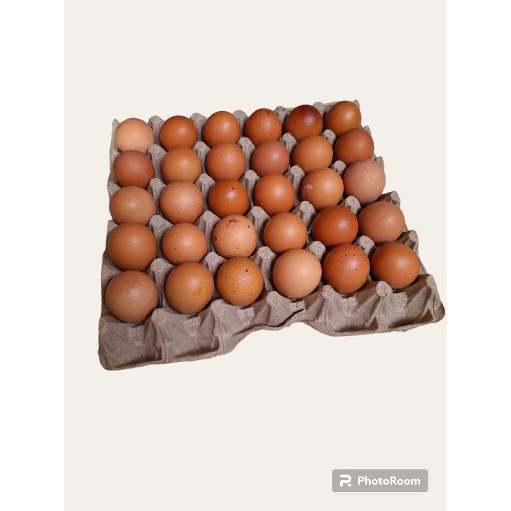 

TELUR OMEGA