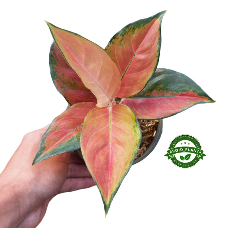 Tanaman Hias Aglonema Kochin Tembaga - Pohon Bunga Aglonema  Kochin Tembaga