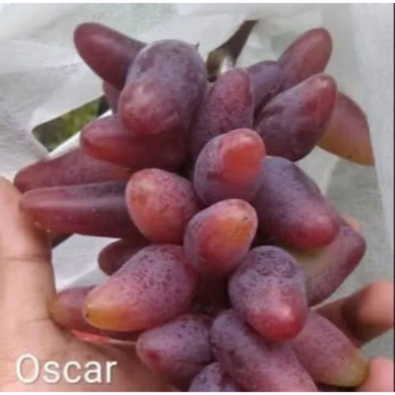 

anggur import oscar ( genjeh cepat berubah )