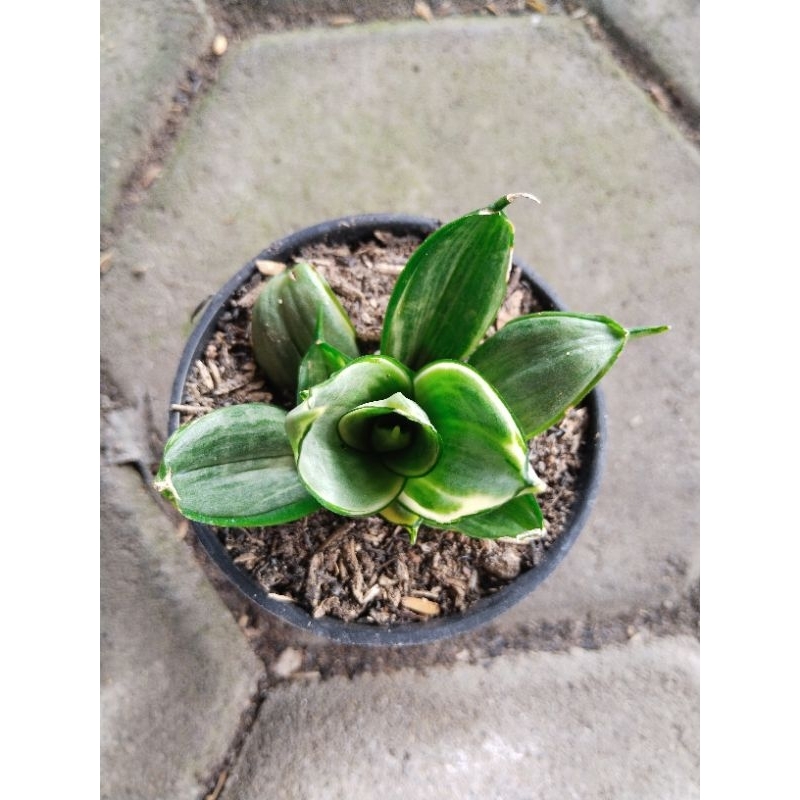 sansivera silver frost murah