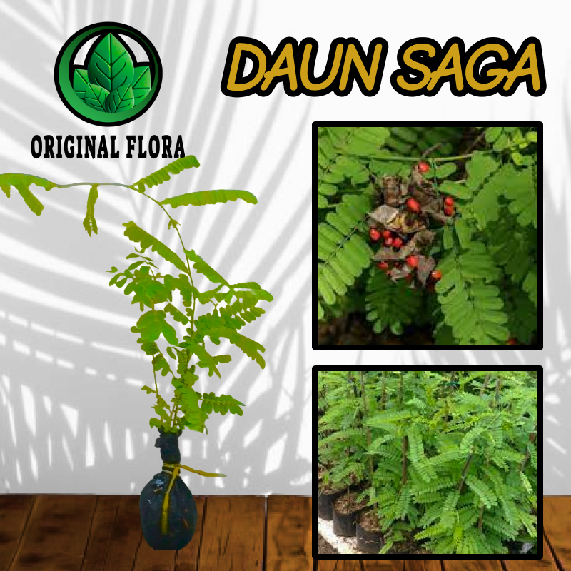 Bibit Tanaman Obat Daun Saga Manis Saga Rambat