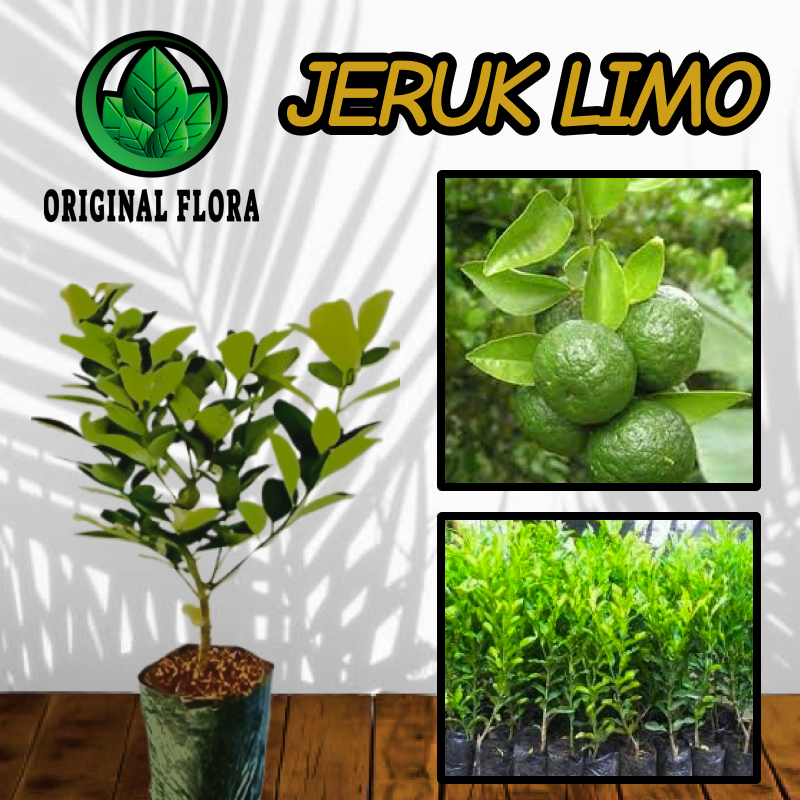 Bibit Jeruk Limo Bibit Buah Jeruk Limo