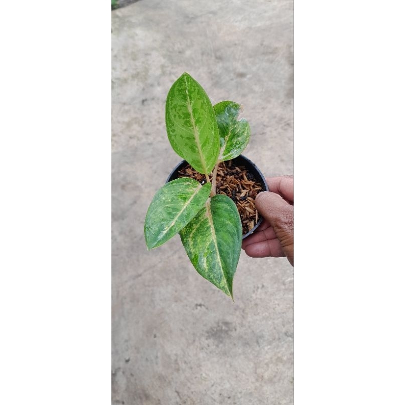 Aglonema Abimanyu (Daun 4) (2)