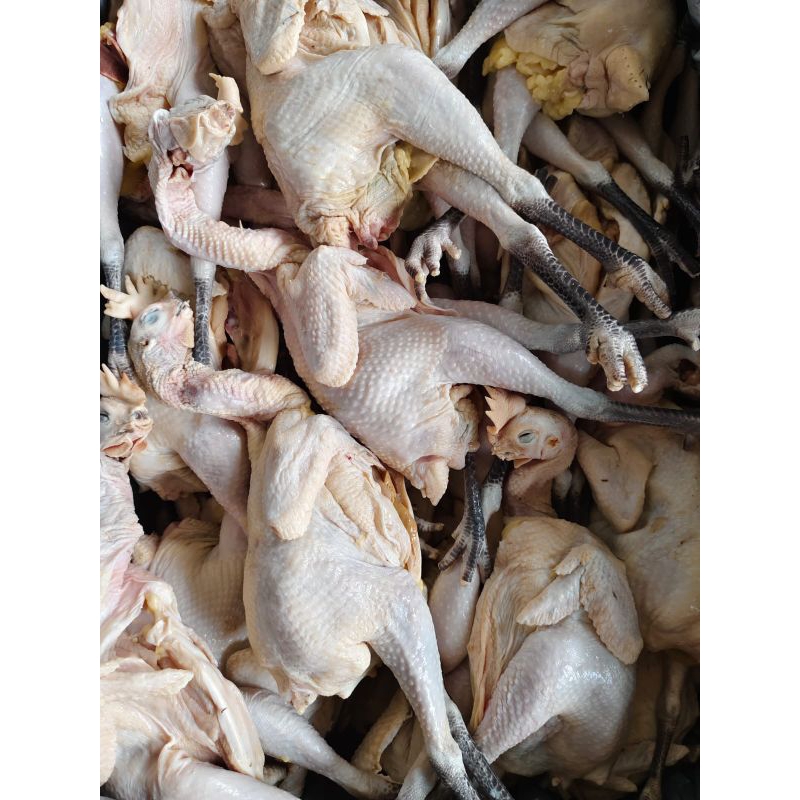 

AYAM KAMPUNG lengkap ati ampela
