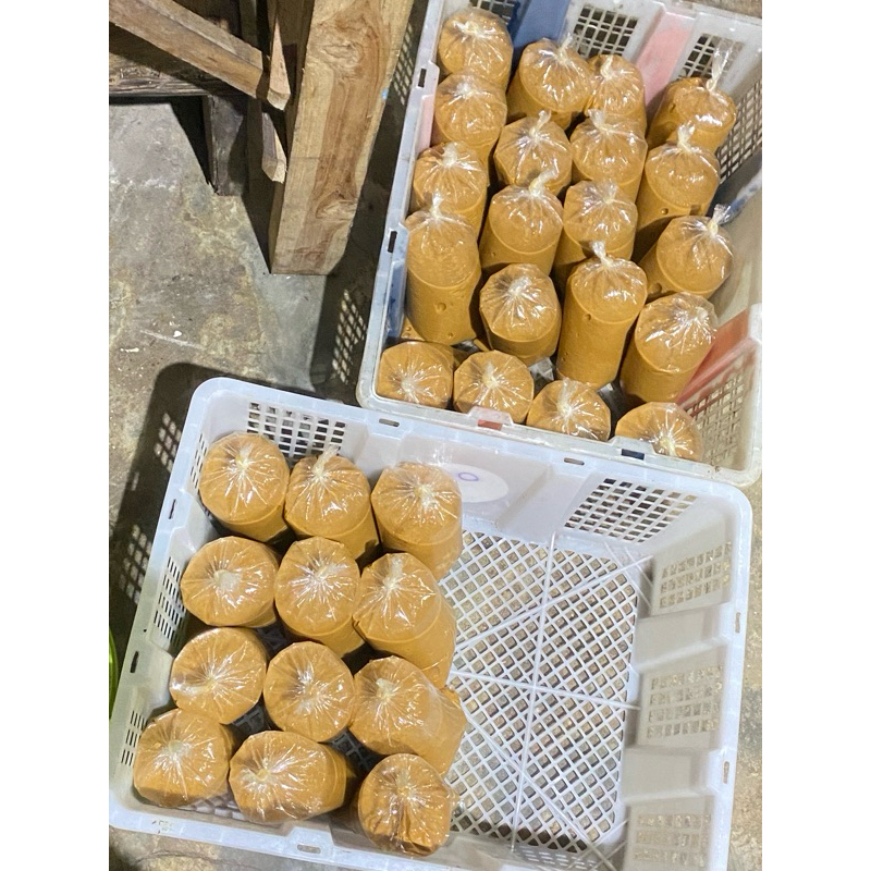 

Petismadura Asli Sampang