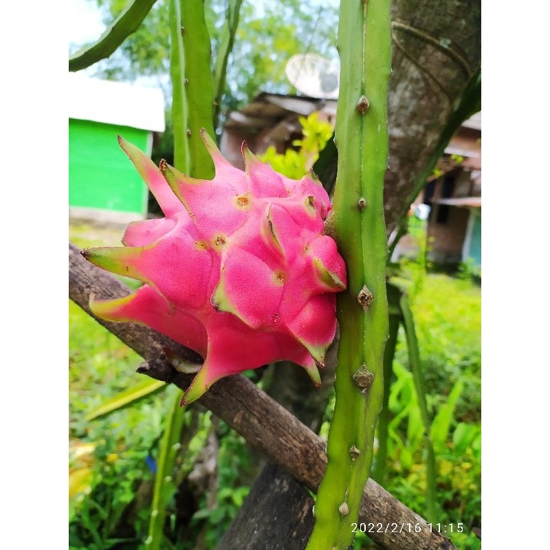Bibit Buah Naga Merah Super buah besar rasamanis