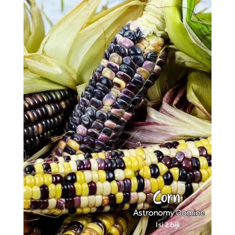 jagung corn astronomy domine benih heirloom