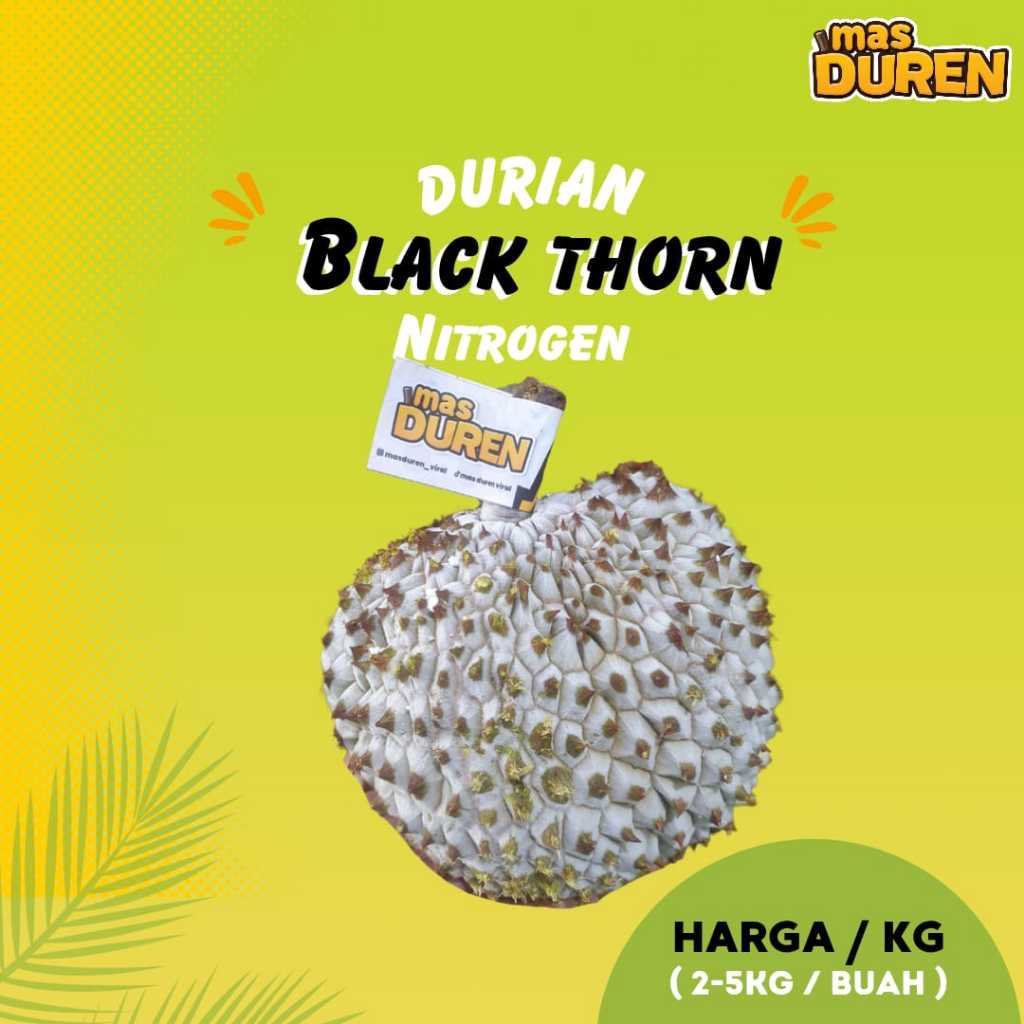 

Durian Black Thorn Nitrogen Malaysia Duren 1 Buah Utuh Harga / KG