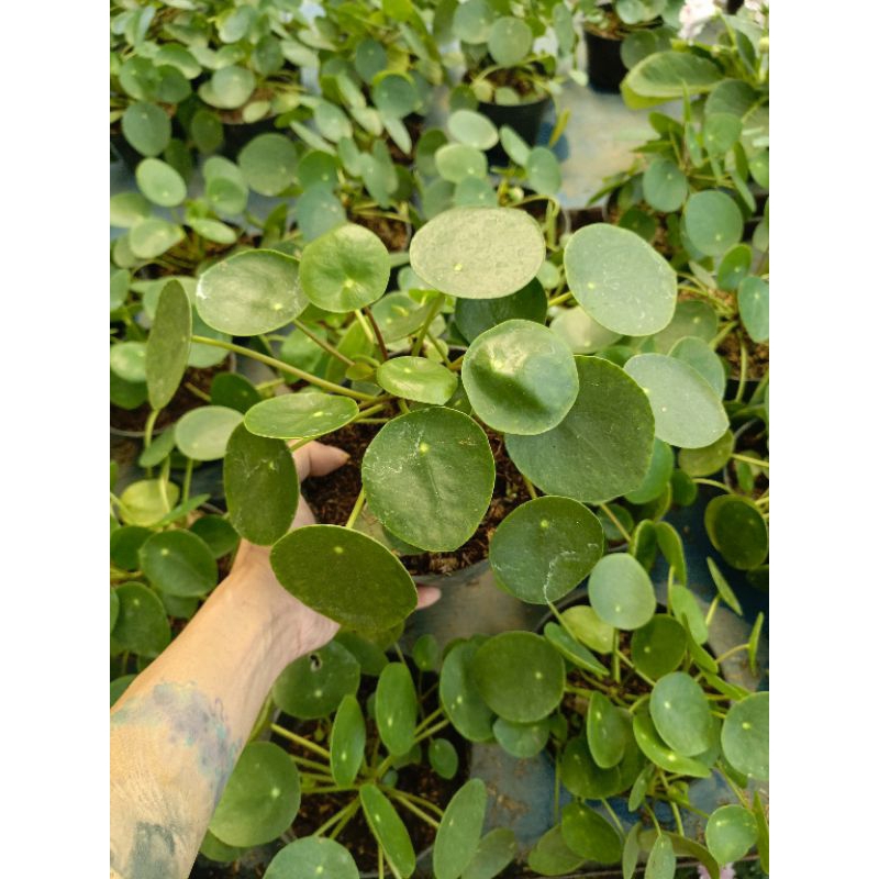 pilea peperomioides / Chinese money plant rimbun