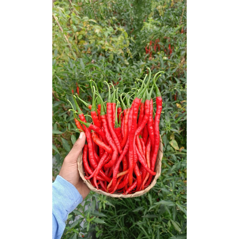 

Cabai Merah Keriting